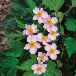 Höstanemon 'Robustissima' 2L, 2-pack