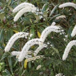 Höstsilverax 'Brunette' 2L, 2-pack