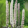 Höstsilverax 'Pink Spike' 2L, 2-pack -Garden Supplies Sales 2024 perenn hostsilverax pink spike 2l