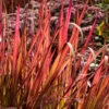 Japanskt Blodgräs 'Red Baron' 2L, 2-pack 2 Japanskt Blodgräs 'Red Baron' 2L, 2-pack -Garden Supplies Sales 2024 perenn japanskt blodgras 2l