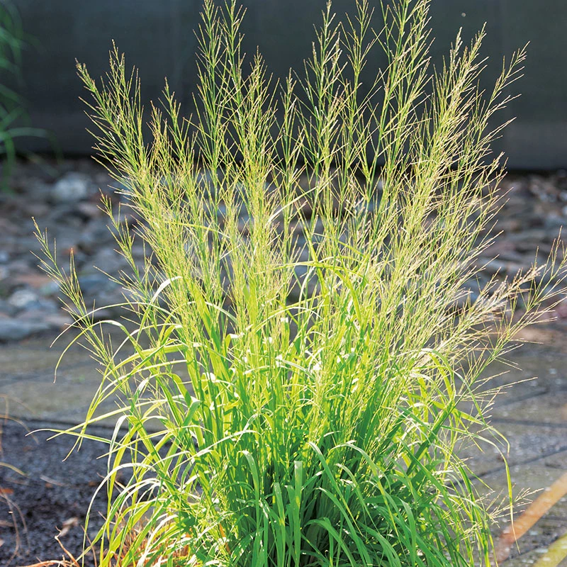 Jättetåtel 'Transparent' 2L, 2-pack 3 Jättetåtel 'Transparent' 2L, 2-pack