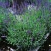 Lavendel 'Hidcote' 2L, 2-pack 1 Lavendel 'Hidcote' 2L, 2-pack -Garden Supplies Sales 2024 perenn lavendel hidcote 2l