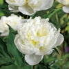 Luktpion 'Duchesse De Nemours' 2L, 2-pack -Garden Supplies Sales 2024 perenn luktpion duchesse de nemours