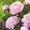 Luktpion 'Sarah Bernhardt' 2L, 2-pack -Garden Supplies Sales 2024 perenn luktpion sarah bernhardt 2l