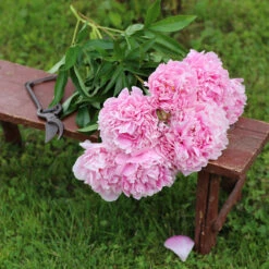 Luktpion 'Sarah Bernhardt' 2L, 2-pack -Garden Supplies Sales 2024 perenn luktpion sarah bernhardt 2l snitt