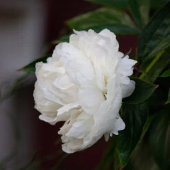 Luktpion 'Shirley Temple' 2L, 2-pack -Garden Supplies Sales 2024 perenn luktpion shirley temple 2l 1