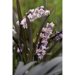 Mörkt Ormskägg 'Niger' 2L, 2-pack 5 Mörkt Ormskägg 'Niger' 2L, 2-pack -Garden Supplies Sales 2024 perenn morkt ormskagg niger 2l blomma