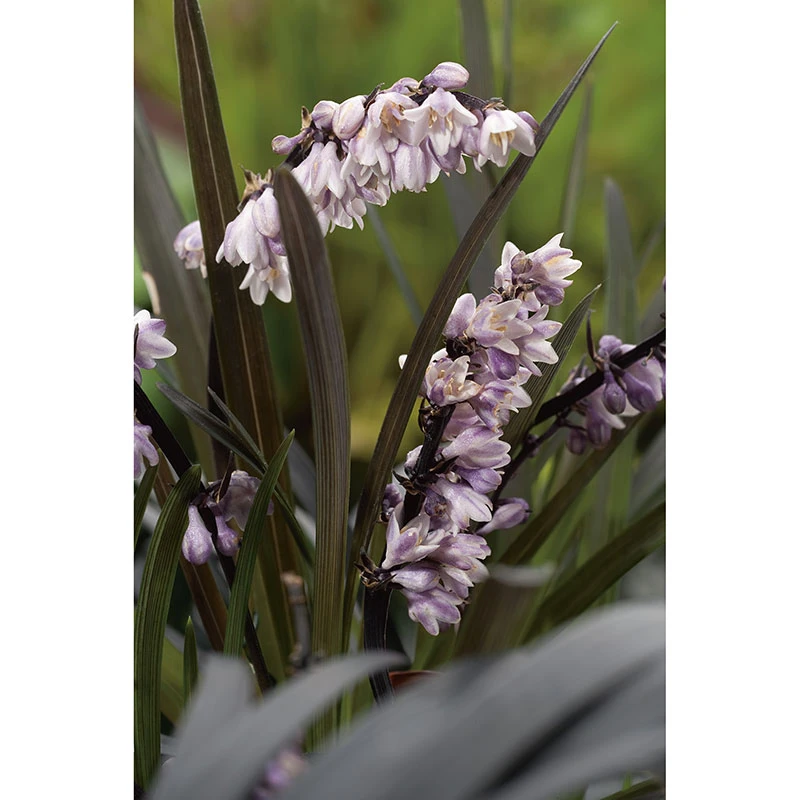 Mörkt Ormskägg 'Niger' 2L, 2-pack 4 Mörkt Ormskägg 'Niger' 2L, 2-pack - Image 2