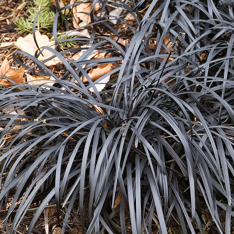 Mörkt Ormskägg 'Niger' 2L, 2-pack 3 Mörkt Ormskägg 'Niger' 2L, 2-pack