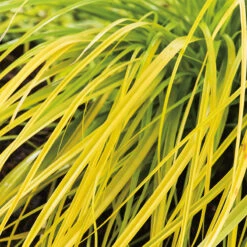 Oshimastarr 'Everillo' 2L, 2-pack