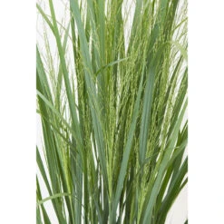 Prydnadshirs 'Northwind' 2L, 2-pack -Garden Supplies Sales 2024 perenn prydnadshirs northwind 2l 1