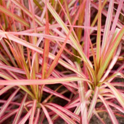 Rött FjÀderborstgrÀs 'Fireworks' 2L, 2-pack