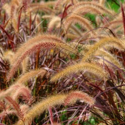 Rött FjÀderborstgrÀs 'Rubrum' 2L, 2-pack