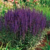 Stäppsalvia 'Caradonna' 2L, 2-pack -Garden Supplies Sales 2024 perenn stappsalvia caradonna 2l
