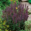 Stäppsalvia 'Ostfriesland' 2L, 2-pack -Garden Supplies Sales 2024 perenn stappsalvia ostfriesland 2l