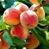 Persika 'Redhaven' 2 Persika 'Redhaven' -Garden Supplies Sales 2024 persika redhaven