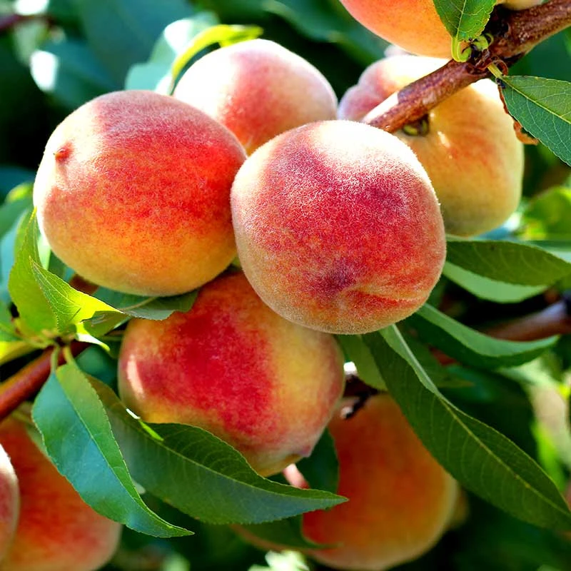 Persika 'Redhaven' 3 Persika 'Redhaven'