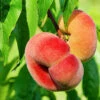 Persika 'Saturn' -Garden Supplies Sales 2024 persika saturn