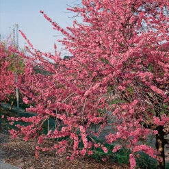 Persika 'Frost' 5 Persika 'Frost' -Garden Supplies Sales 2024 persikotrad persika frost blommor