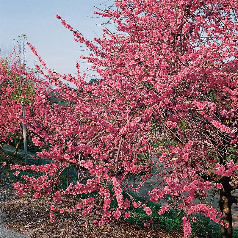 Persika 'Frost' 4 Persika 'Frost' - Image 2