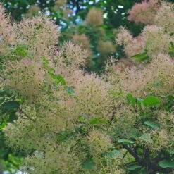 Perukbuske 'Young Lady', 5-pack -Garden Supplies Sales 2024 perukbuske young lady 2