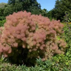 Perukbuske 'Young Lady', 1-pack -Garden Supplies Sales 2024 perukbuske young lady 3 1