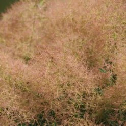 Perukbuske 'Young Lady', 1-pack -Garden Supplies Sales 2024 perukbuske young lady 4 1