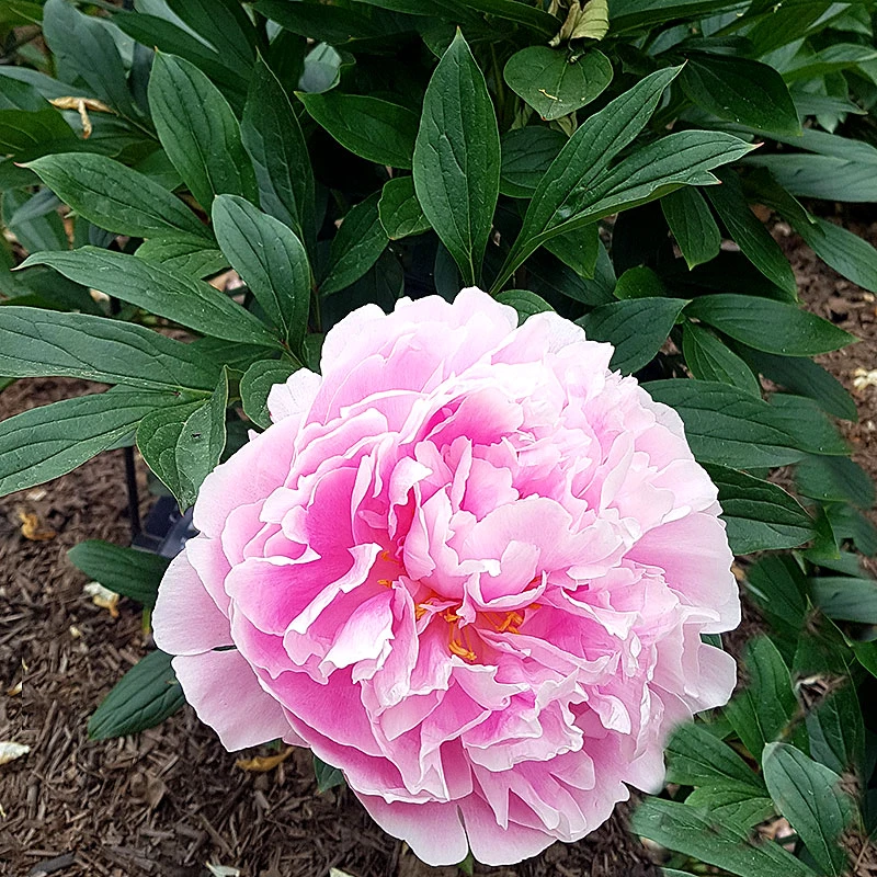 Luktpion 'Sarah Bernardt' 3 Luktpion 'Sarah Bernardt'