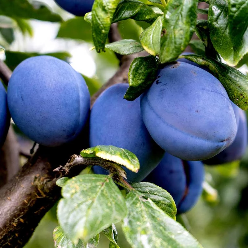 Plommon 'Exp. Fältets Sviskon' 3 Plommon 'Exp. Fältets Sviskon'