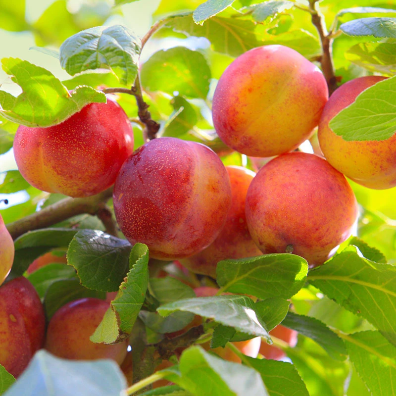 Plommon 'Komet' 4 Plommon 'Komet' - Image 2