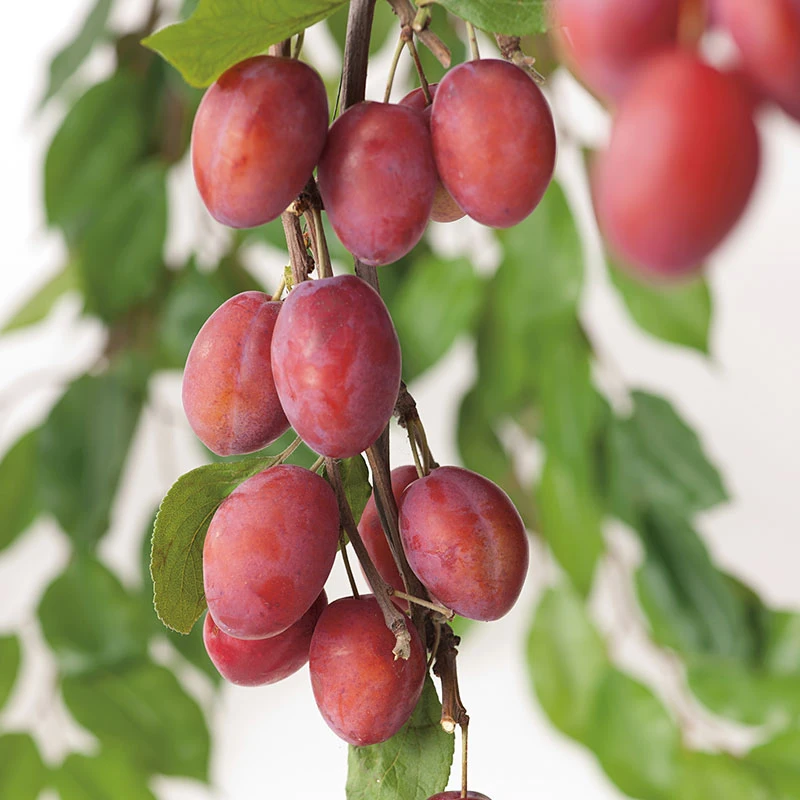 Plommon 'Victoria', Svagväxande 3 Plommon 'Victoria', Svagväxande