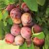 Plommon 'Opal' -Garden Supplies Sales 2024 plommontrad opal