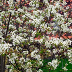 Prakthäggmispel 50-80 Cm, 100-pack