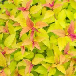 Praktspiraea 'Firelight', 1-pack -Garden Supplies Sales 2024 praktspiraea firelight 2