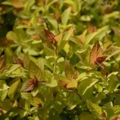 Praktspiraea 'Firelight', 5-pack 8 Praktspiraea 'Firelight', 5-pack -Garden Supplies Sales 2024 praktspiraea firelight 3 1