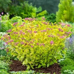 Praktspiraea 'Firelight', 1-pack -Garden Supplies Sales 2024 praktspiraea firelight 4
