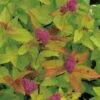 Praktspiraea 'Firelight', 3-pack 1 Praktspiraea 'Firelight', 3-pack -Garden Supplies Sales 2024 praktspiraea firelight 5