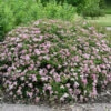 Praktspirea 'Little Princess' 2 Praktspirea 'Little Princess' -Garden Supplies Sales 2024 praktspirea spiraea japonica little princess