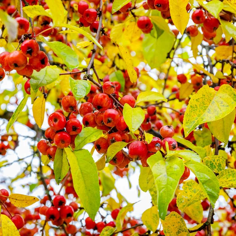 Prydnadsapel 'Evereste' 4 Prydnadsapel 'Evereste' - Image 2