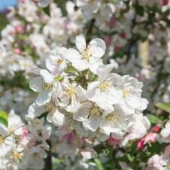 Prydnadsapel 'Evereste' 8 Prydnadsapel 'Evereste' -Garden Supplies Sales 2024 prydnadsapel evereste 3