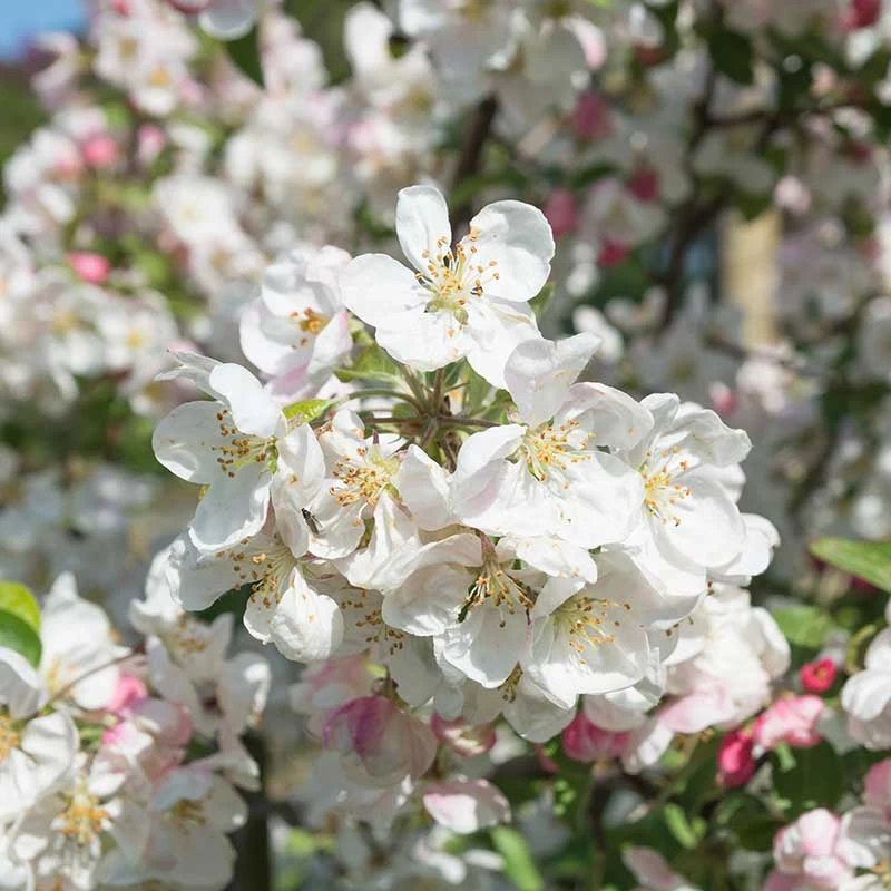 Prydnadsapel 'Evereste' 5 Prydnadsapel 'Evereste' - Image 3