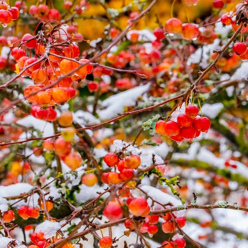 Prydnadsapel 'Evereste' 6 Prydnadsapel 'Evereste' - Image 4