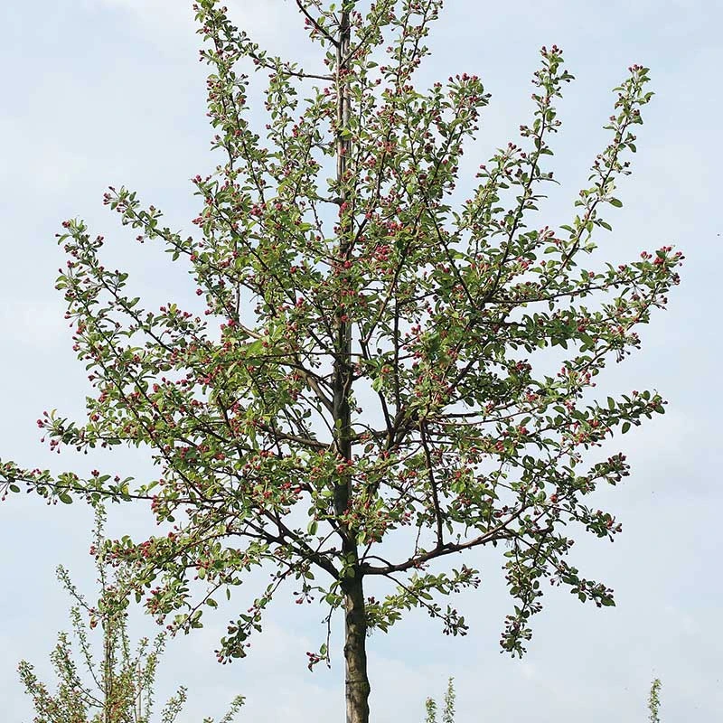 Prydnadsapel 'Evereste' 3 Prydnadsapel 'Evereste'