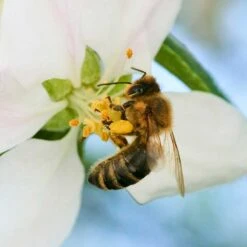 Prydnadsapel, Malus 'Red Sentinal' -Garden Supplies Sales 2024 prydnadsapel malus red sentinal pollinator