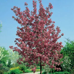 Prydnadsapel, Malus 'Rudolf' 9 Prydnadsapel, Malus 'Rudolf' -Garden Supplies Sales 2024 prydnadsapel malus rudolf