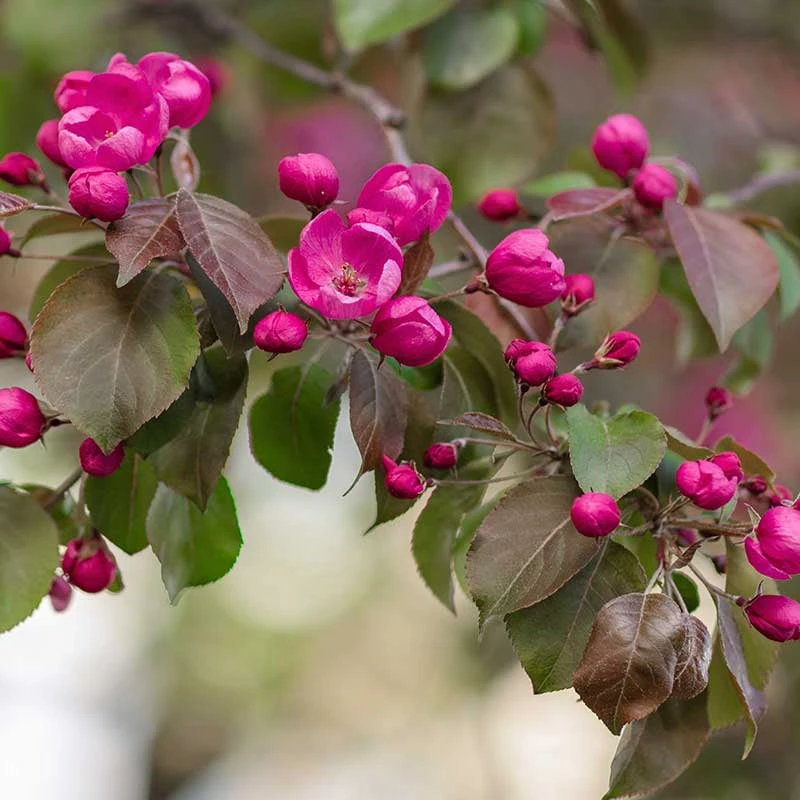 Prydnadsapel, Malus 'Rudolf' 4 Prydnadsapel, Malus 'Rudolf' - Image 2