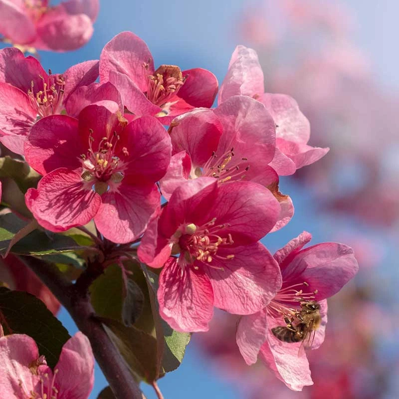 Prydnadsapel, Malus 'Rudolf' 5 Prydnadsapel, Malus 'Rudolf' - Image 3