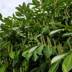 Lagerhägg 'Mano', 1-pack