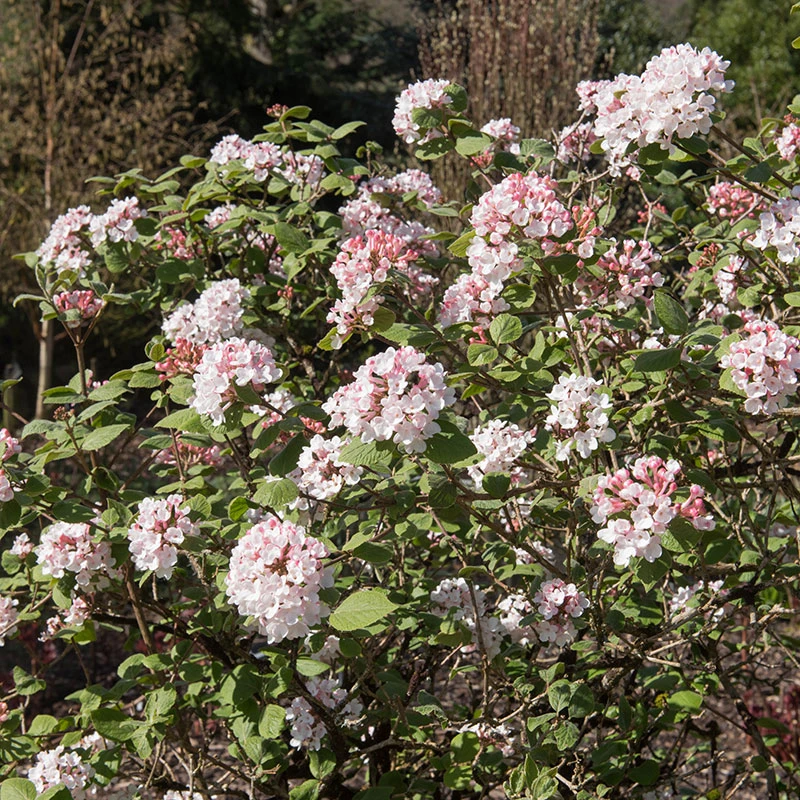 Luktolvon 'Aurora', 1-pack 3 Luktolvon 'Aurora', 1-pack