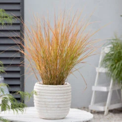 Anemanthele 'Sirocco', 2L